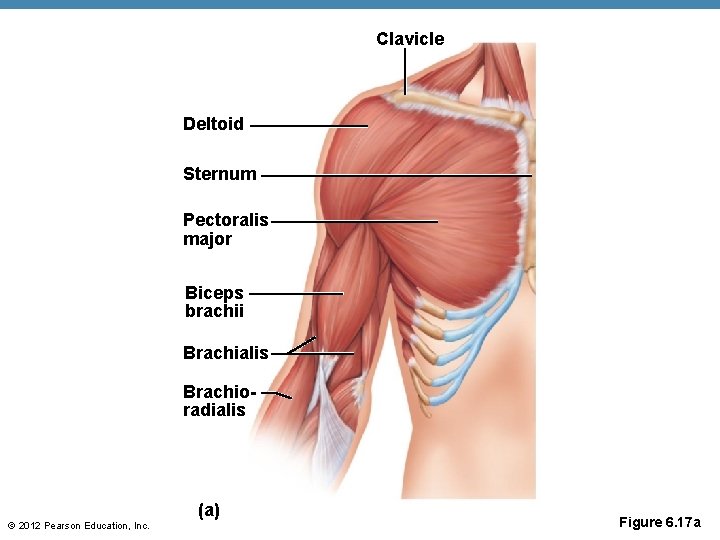 Clavicle Deltoid Sternum Pectoralis major Biceps brachii Brachialis Brachioradialis (a) © 2012 Pearson Education, Clavicle Deltoid Sternum Pectoralis major Biceps brachii Brachialis Brachioradialis (a) © 2012 Pearson Education,