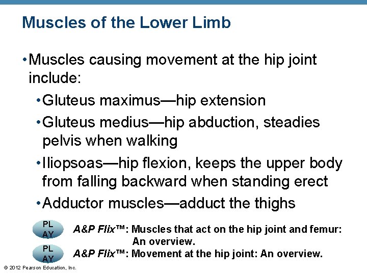 Muscles of the Lower Limb • Muscles causing movement at the hip joint include: Muscles of the Lower Limb • Muscles causing movement at the hip joint include: