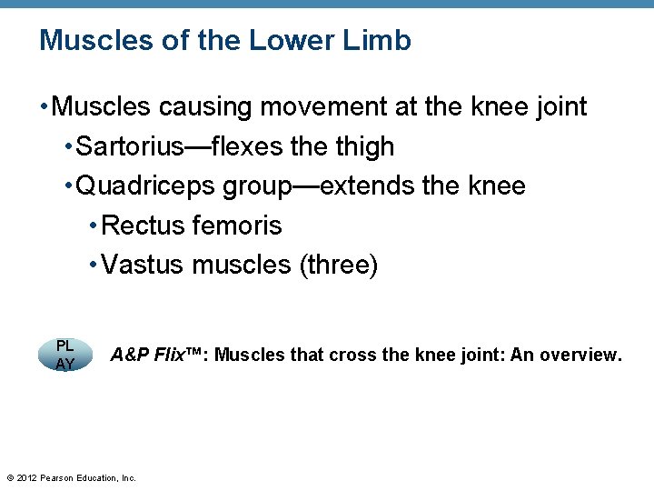 Muscles of the Lower Limb • Muscles causing movement at the knee joint • Muscles of the Lower Limb • Muscles causing movement at the knee joint •