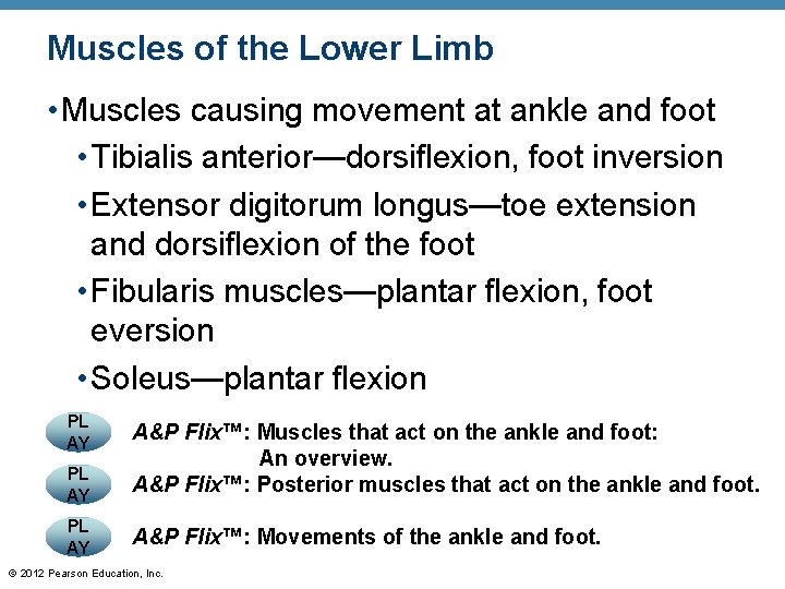 Muscles of the Lower Limb • Muscles causing movement at ankle and foot • Muscles of the Lower Limb • Muscles causing movement at ankle and foot •