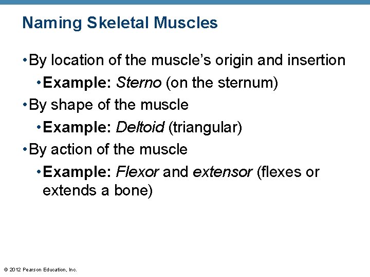 Naming Skeletal Muscles • By location of the muscle’s origin and insertion • Example: Naming Skeletal Muscles • By location of the muscle’s origin and insertion • Example: