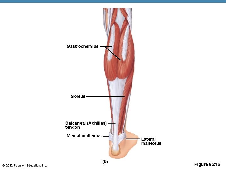 Gastrocnemius Soleus Calcaneal (Achilles) tendon Medial malleolus © 2012 Pearson Education, Inc. Lateral malleolus Gastrocnemius Soleus Calcaneal (Achilles) tendon Medial malleolus © 2012 Pearson Education, Inc. Lateral malleolus