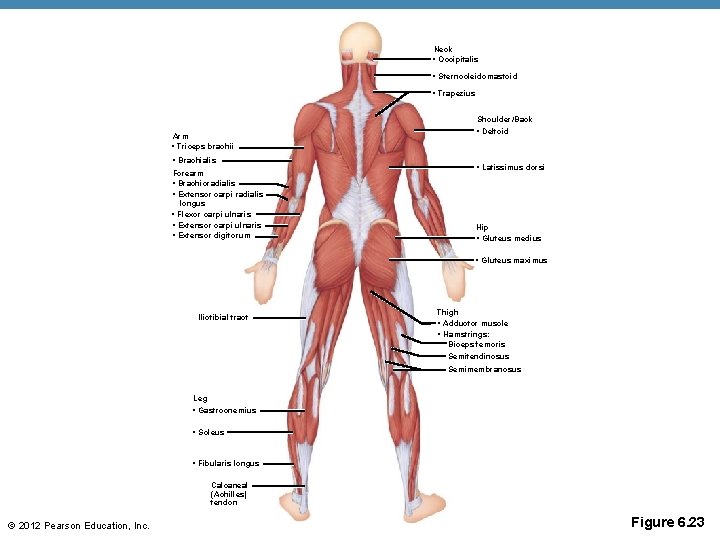 Neck • Occipitalis • Sternocleidomastoid • Trapezius Arm • Triceps brachii • Brachialis Forearm Neck • Occipitalis • Sternocleidomastoid • Trapezius Arm • Triceps brachii • Brachialis Forearm