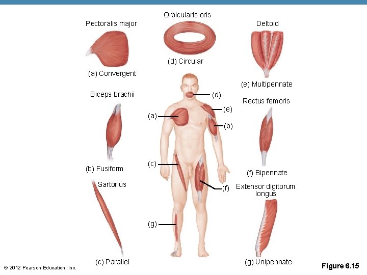 Orbicularis oris Deltoid Pectoralis major (d) Circular (a) Convergent (e) Multipennate Biceps brachii (d) Orbicularis oris Deltoid Pectoralis major (d) Circular (a) Convergent (e) Multipennate Biceps brachii (d)
