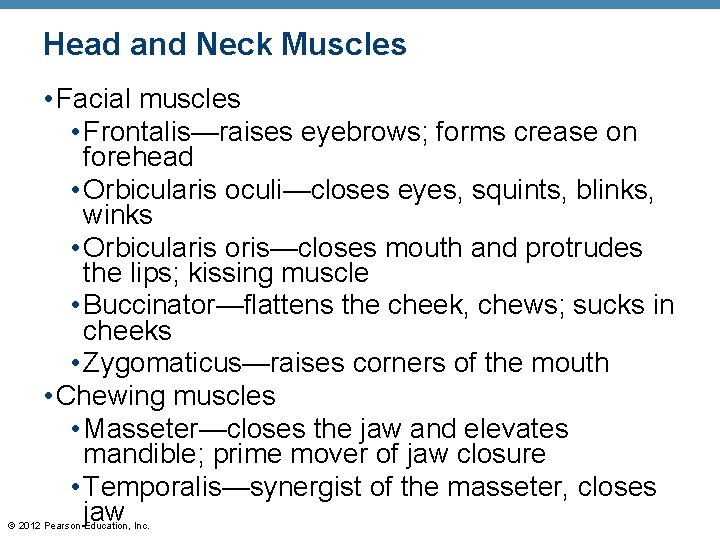 Head and Neck Muscles • Facial muscles • Frontalis—raises eyebrows; forms crease on forehead Head and Neck Muscles • Facial muscles • Frontalis—raises eyebrows; forms crease on forehead