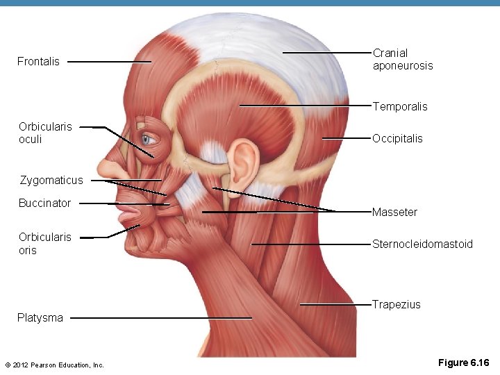 Frontalis Cranial aponeurosis Temporalis Orbicularis oculi Occipitalis Zygomaticus Buccinator Orbicularis oris Masseter Sternocleidomastoid Trapezius Frontalis Cranial aponeurosis Temporalis Orbicularis oculi Occipitalis Zygomaticus Buccinator Orbicularis oris Masseter Sternocleidomastoid Trapezius