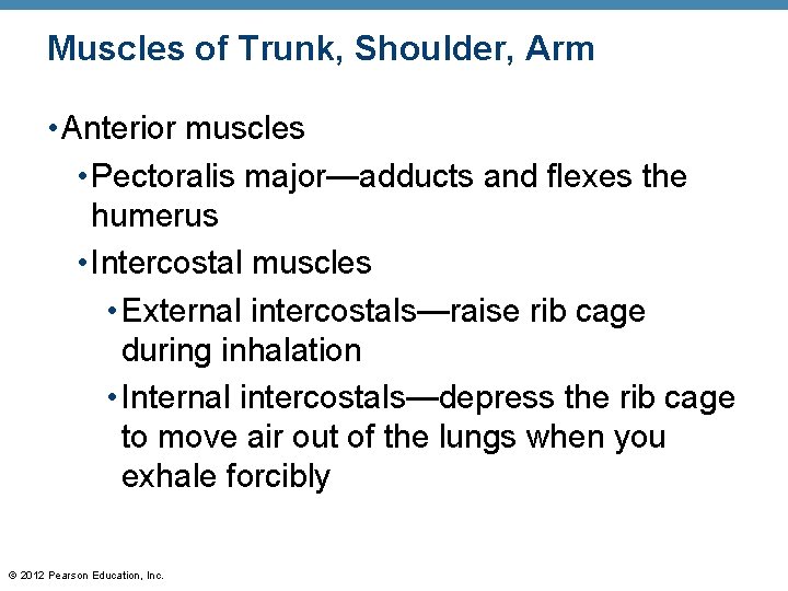Muscles of Trunk, Shoulder, Arm • Anterior muscles • Pectoralis major—adducts and flexes the Muscles of Trunk, Shoulder, Arm • Anterior muscles • Pectoralis major—adducts and flexes the