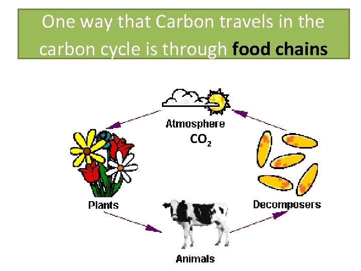 One way that Carbon travels in the carbon cycle is through food chains CO