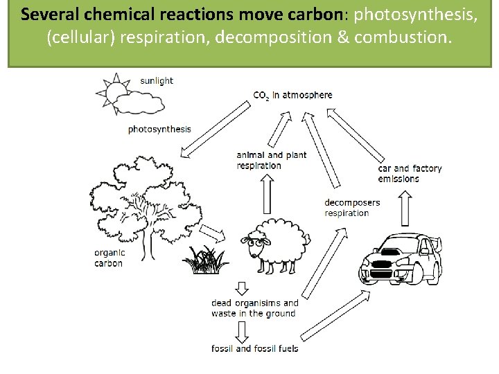 Several chemical reactions move carbon: photosynthesis, (cellular) respiration, decomposition & combustion. 