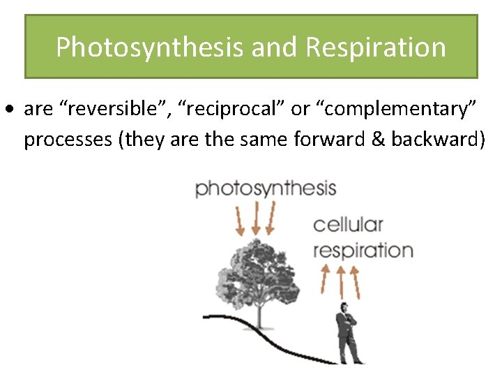 Photosynthesis and Respiration are “reversible”, “reciprocal” or “complementary” processes (they are the same forward