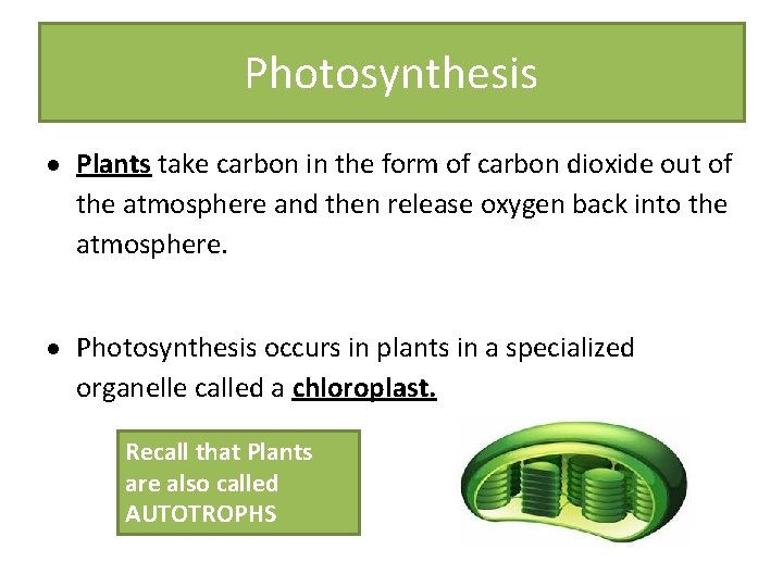 Photosynthesis Plants take carbon in the form of carbon dioxide out of the atmosphere