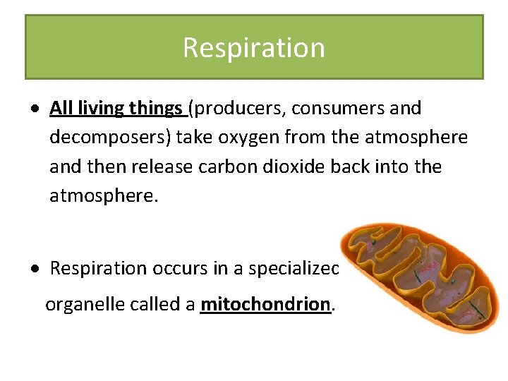 Respiration All living things (producers, consumers and decomposers) take oxygen from the atmosphere and