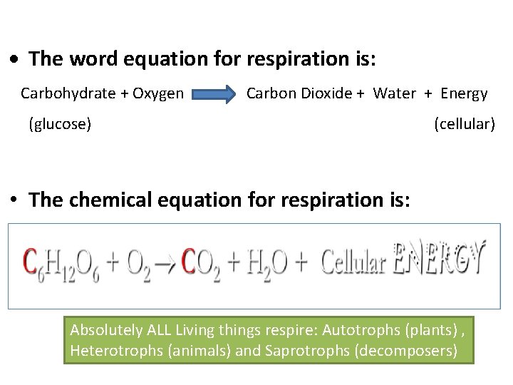  The word equation for respiration is: Carbohydrate + Oxygen Carbon Dioxide + Water