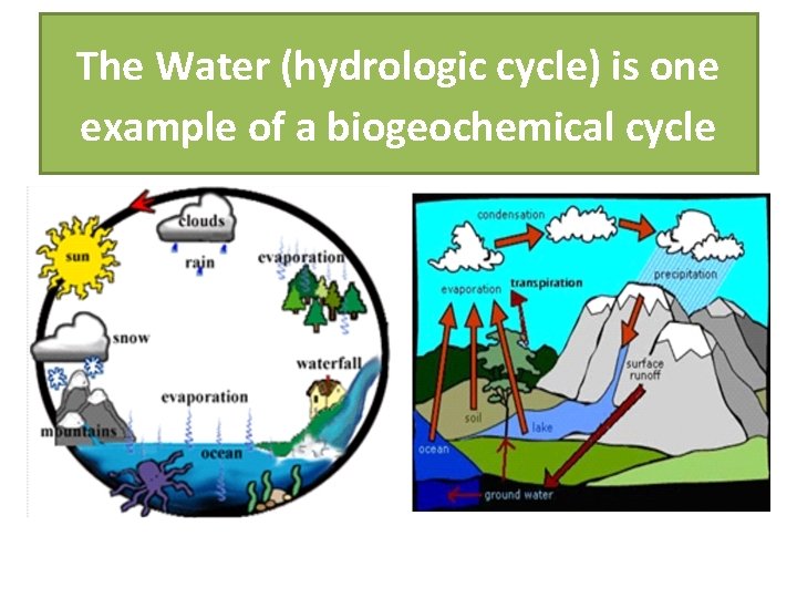 The Water (hydrologic cycle) is one example of a biogeochemical cycle 