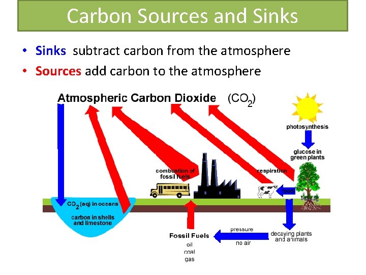 Carbon Sources and Sinks • Sinks subtract carbon from the atmosphere • Sources add