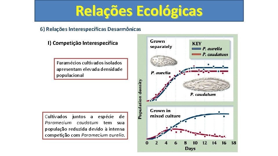 Relações Ecológicas 6) Relações Interespecíficas Desarmônicas I) Competição Interespecífica Paramécios cultivados isolados apresentam elevada