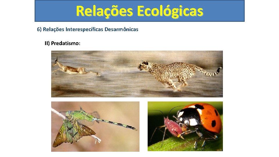 Relações Ecológicas 6) Relações Interespecíficas Desarmônicas II) Predatismo: 