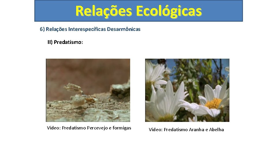 Relações Ecológicas 6) Relações Interespecíficas Desarmônicas II) Predatismo: Vídeo: Predatismo Percevejo e formigas Vídeo: