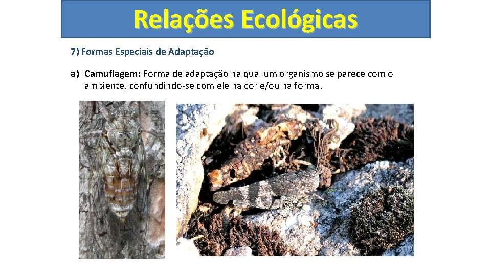 Relações Ecológicas 7) Formas Especiais de Adaptação a) Camuflagem: Forma de adaptação na qual