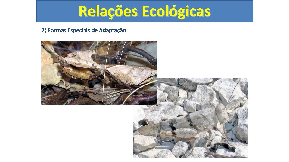 Relações Ecológicas 7) Formas Especiais de Adaptação 