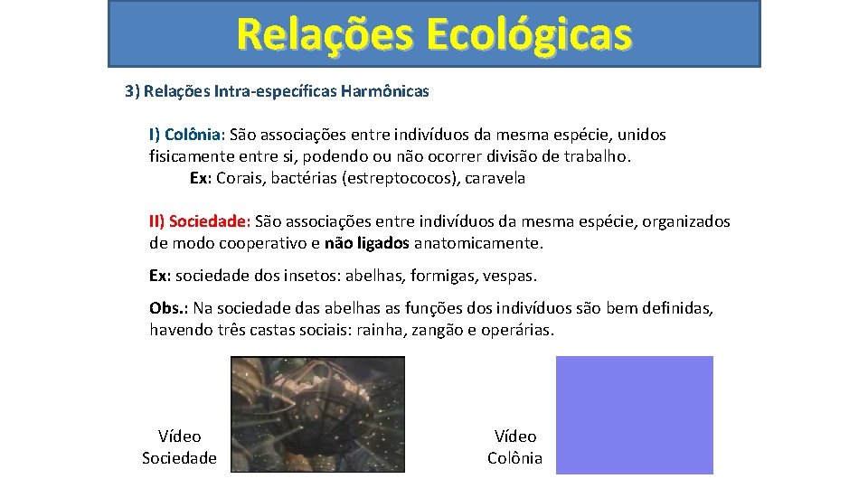 Relações Ecológicas 3) Relações Intra-específicas Harmônicas I) Colônia: São associações entre indivíduos da mesma