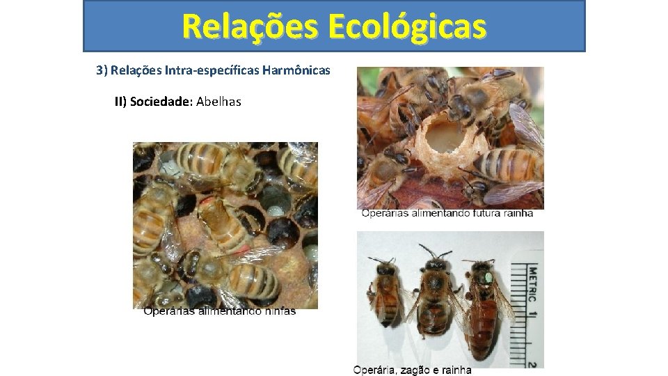 Relações Ecológicas 3) Relações Intra-específicas Harmônicas II) Sociedade: Abelhas 