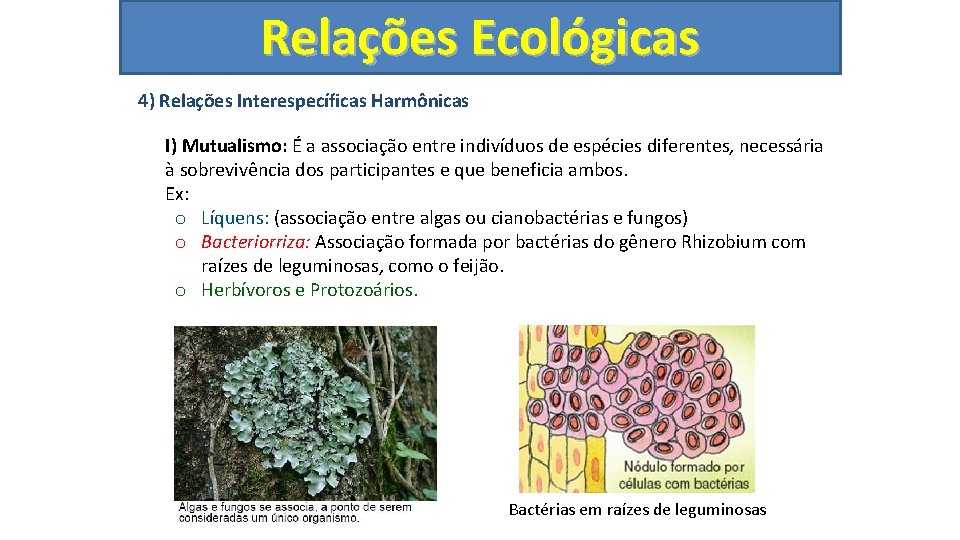 Relações Ecológicas 4) Relações Interespecíficas Harmônicas I) Mutualismo: É a associação entre indivíduos de