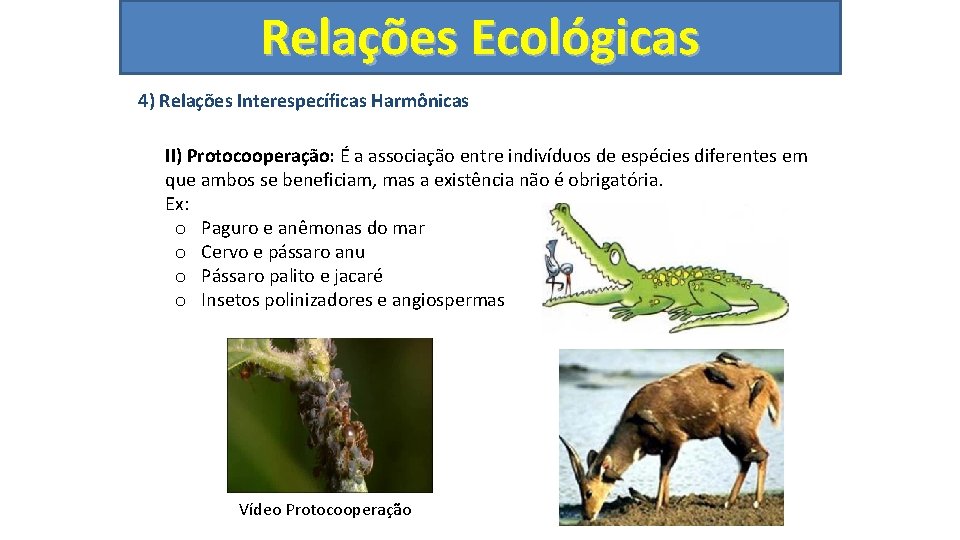 Relações Ecológicas 4) Relações Interespecíficas Harmônicas II) Protocooperação: É a associação entre indivíduos de