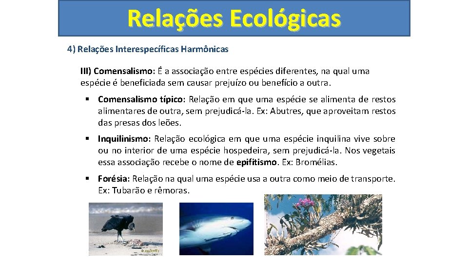 Relações Ecológicas 4) Relações Interespecíficas Harmônicas III) Comensalismo: É a associação entre espécies diferentes,