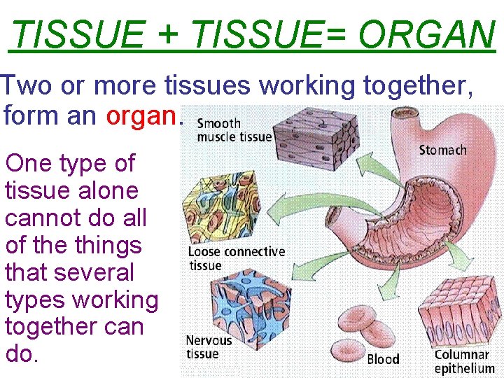 TISSUE + TISSUE= ORGAN Two or more tissues working together, form an organ. One