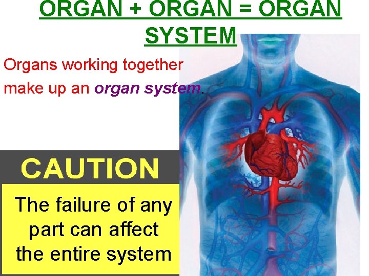ORGAN + ORGAN = ORGAN SYSTEM Organs working together make up an organ system.