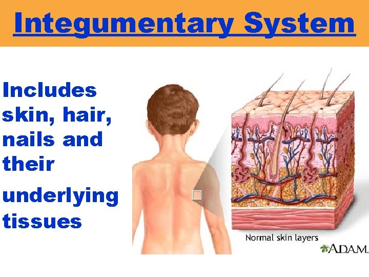 Integumentary System Includes skin, hair, nails and their underlying tissues 