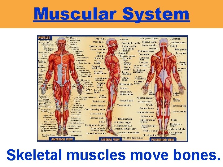 Muscular System Skeletal muscles move bones. 
