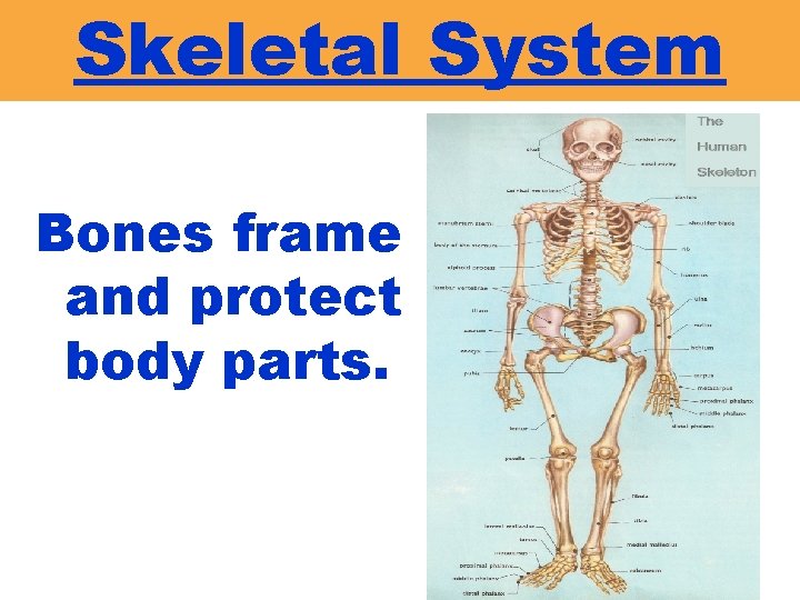 Skeletal System Bones frame and protect body parts. 