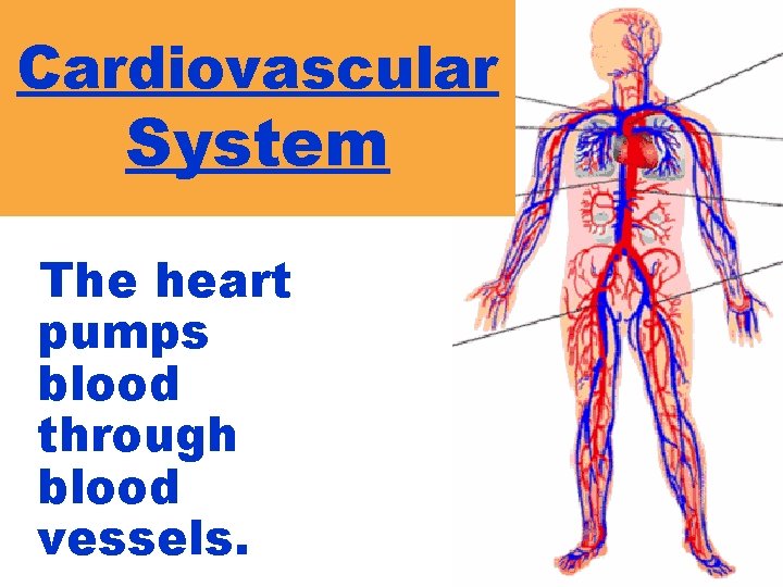 Cardiovascular System The heart pumps blood through blood vessels. 