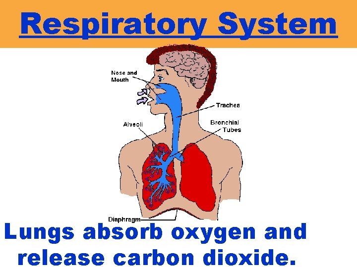 Respiratory System Lungs absorb oxygen and release carbon dioxide. 