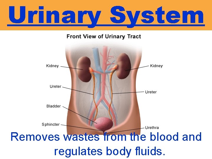 Urinary System Removes wastes from the blood and regulates body fluids. 