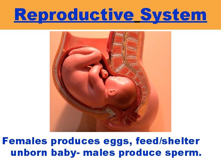 Reproductive System Females produces eggs, feed/shelter unborn baby- males produce sperm. 
