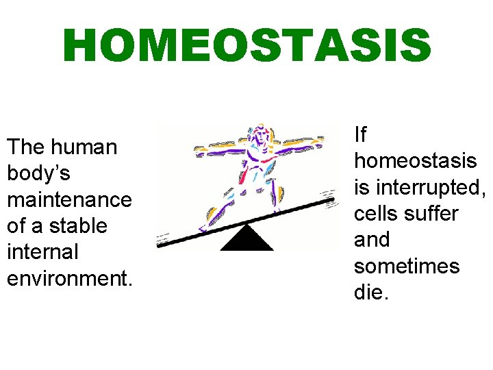 HOMEOSTASIS The human body’s maintenance of a stable internal environment. If homeostasis is interrupted,