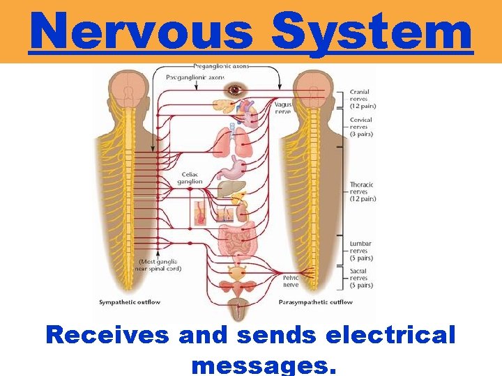 Nervous System Receives and sends electrical messages. 