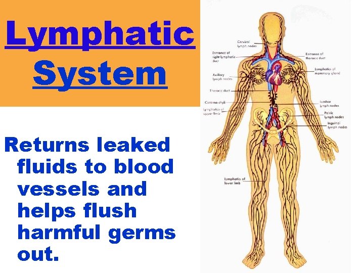 Lymphatic System Returns leaked fluids to blood vessels and helps flush harmful germs out.