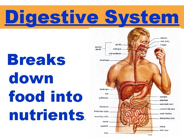 Digestive System Breaks down food into nutrients . 