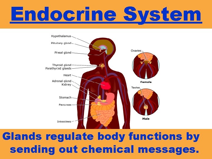 Endocrine System Glands regulate body functions by sending out chemical messages. 