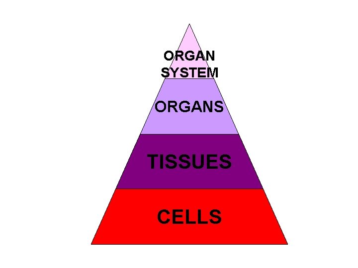 ORGAN SYSTEM ORGANS TISSUES CELLS 