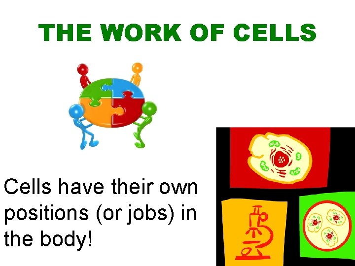 THE WORK OF CELLS Cells have their own positions (or jobs) in the body!