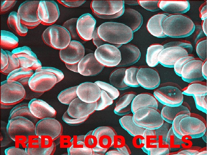 RED BLOOD CELLS 