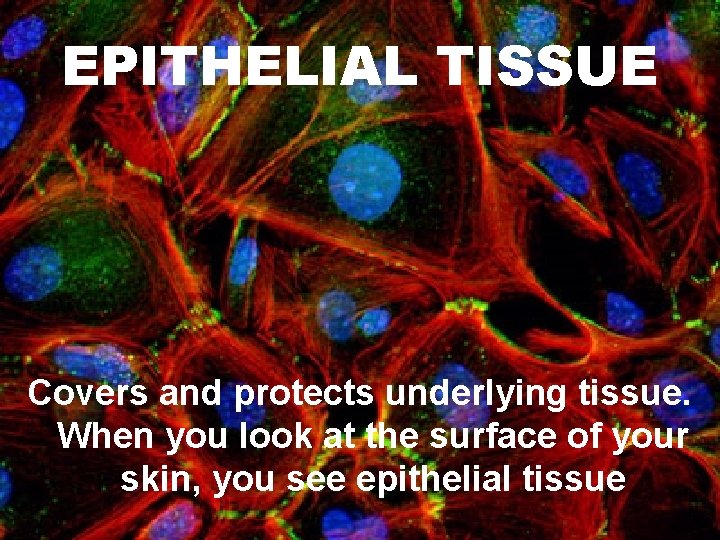 EPITHELIAL TISSUE Covers and protects underlying tissue. When you look at the surface of