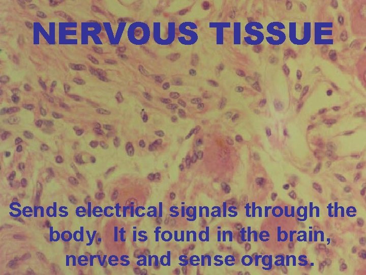 NERVOUS TISSUE Sends electrical signals through the body. It is found in the brain,