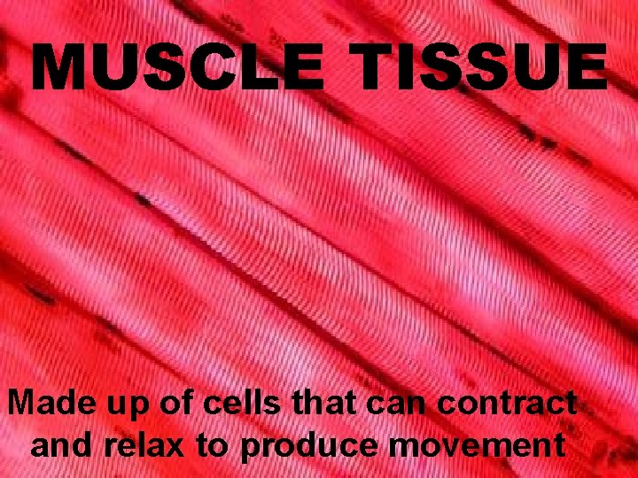 MUSCLE TISSUE Made up of cells that can contract and relax to produce movement