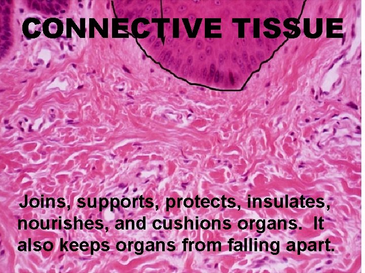 CONNECTIVE TISSUE Joins, supports, protects, insulates, nourishes, and cushions organs. It also keeps organs